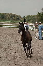 Hanoverian Inspection