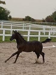 Hanoverian Inspection