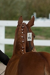 Hanoverian Inspection
