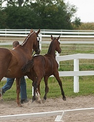 Hanoverian Inspection