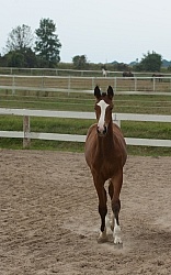 Hanoverian Inspection