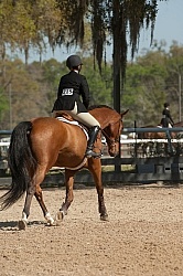 Hunter in Ring on Flat
