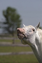 Lusitano Stallion Flehman