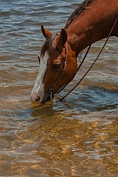 Drinking on the Trail