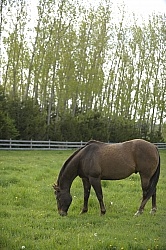 Home Horse keeping Grazing
