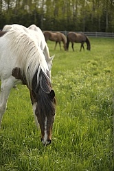 Home Horse keeping Grazing