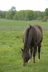 Home Horse keeping Grazing