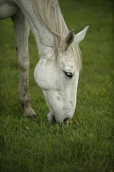 Home Horse keeping Grazing