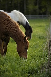 Home Horse keeping Grazing