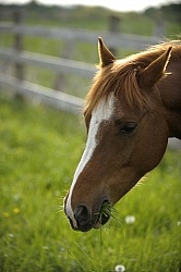 Home Horse keeping Grazing