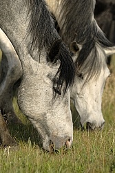 Nokota Horses Grazing