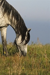 Nokota Horses Grazing