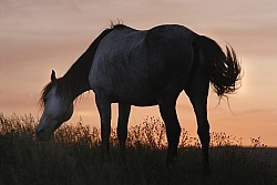 Nokota Horse Grazing