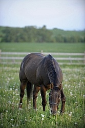 Home Pasture Grazing