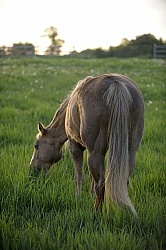 Home Pasture Grazing