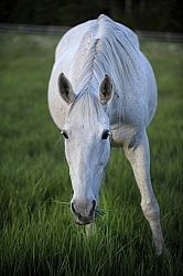 Home Pasture Grazing