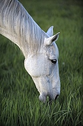Home Pasture Grazing