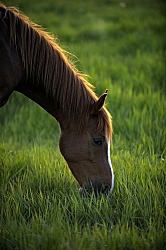 Home Pasture Grazing