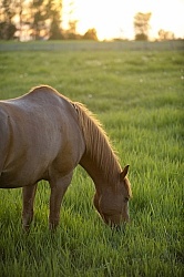 Home Pasture Grazing