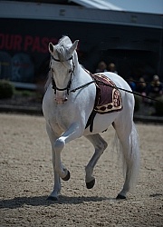 Andalusians