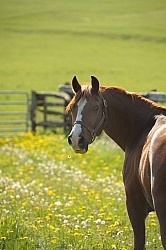 Welsh Pony on Pasture