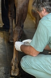 Joint Injection Joint Injections