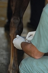 Joint Injection Joint Injections