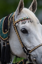 Rolex Dressage Arabian