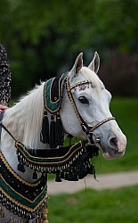 Rolex Dressage Arabian