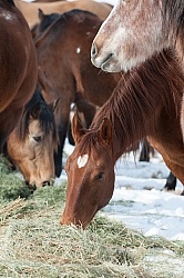 Hideout Ranch Winter Workshop Eating Hay in Winter