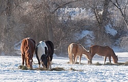 Hideout Ranch Winter Workshop Eating Hay in Winter