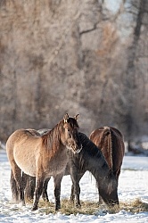 Horses Eating Hay in Winter