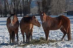 Horses Eating Hay in Winter
