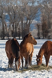 Horses Eating Hay in Winter