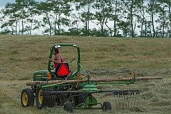 Raking Hay