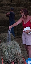 Salting Hay