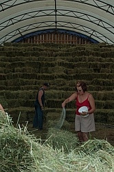 Salting Hay