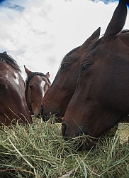 Eating Hay Eating Hay