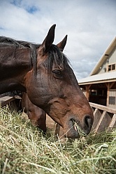 Eating Hay Eating Hay
