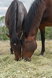 Eating Hay Eating Hay