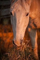 Eating Hay