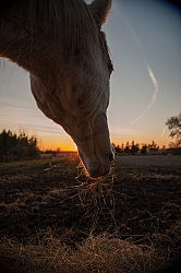Eating Hay