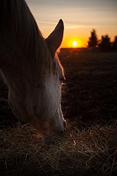 Eating Hay