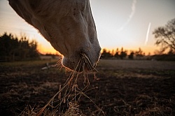 Eating Hay