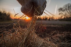 Eating Hay