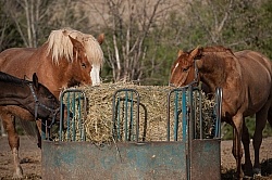 Eating from Round Bale