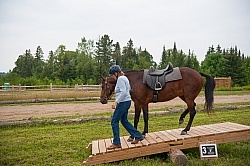 Horse Country Campground Introducing Horse to Obstacle Course