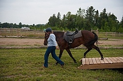 Horse Country Campground Introducing Horse to Obstacle Course