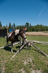 Horse Country Campground Introducing Horse to Obstacle Course