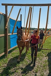 Horse Country Campground Introducing Horse to Obstacle Course